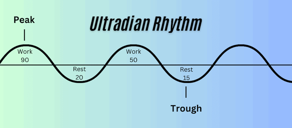 Ultradian rhythm