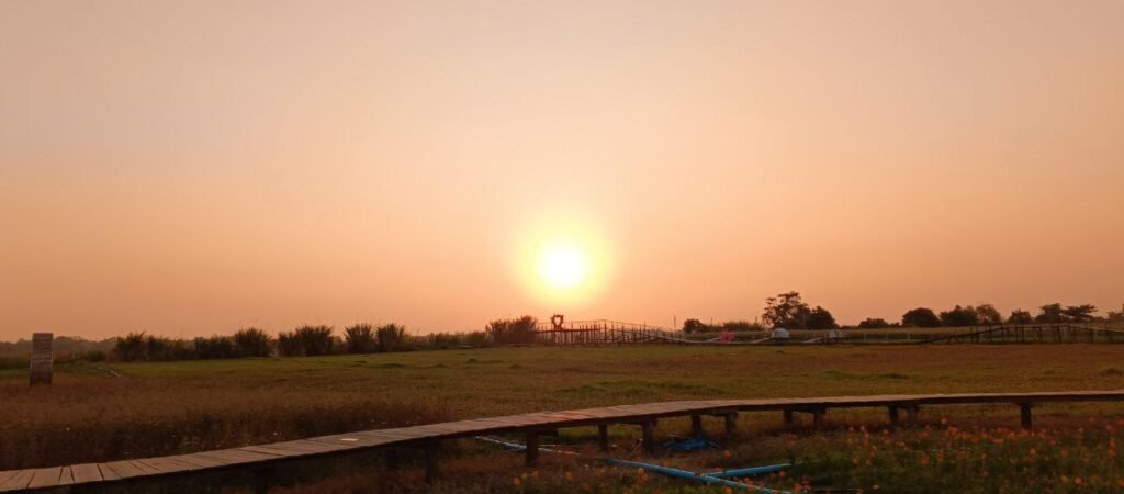 The wooden walkways allow you to explore the fields without getting muddy.