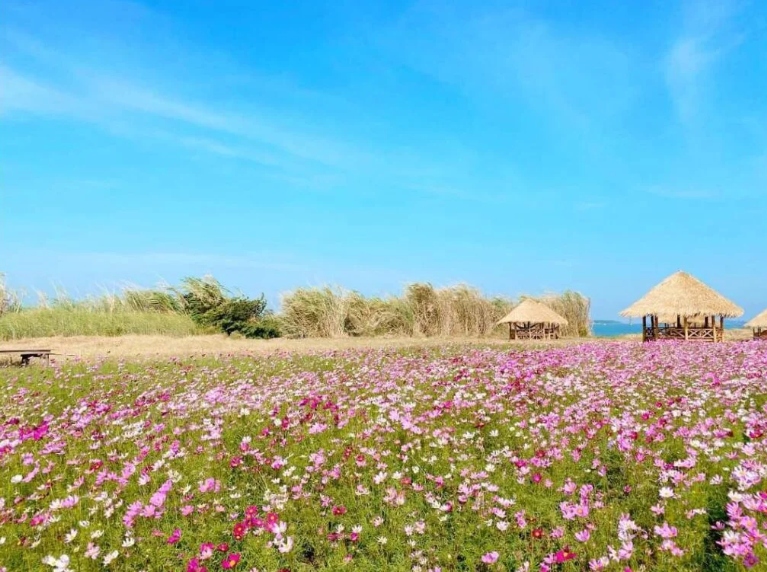 Field of pink cosmos flowers and small bamboo huts at Dream Garden.