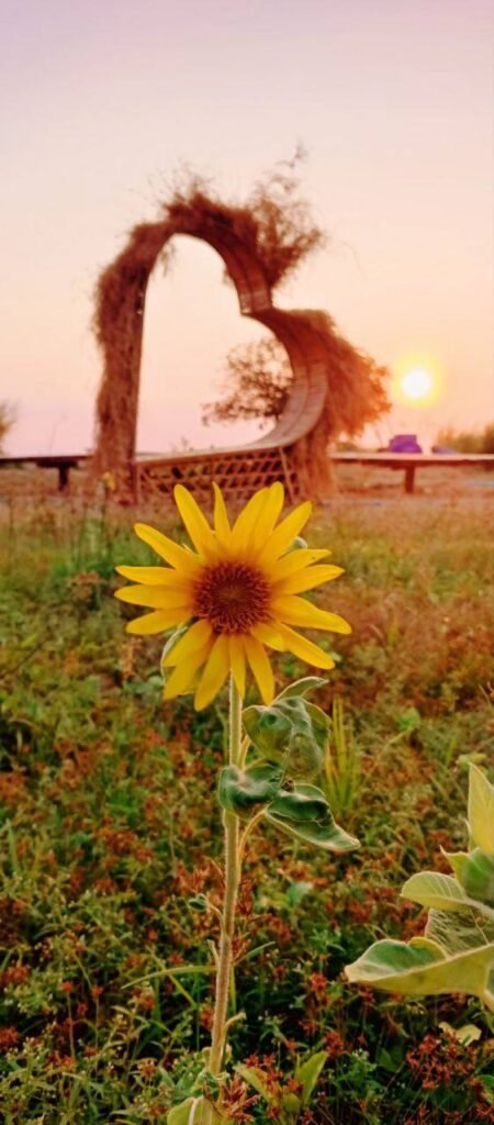 Heart-shaped bamboo photo spot framing a sunset with a sunflower in the foreground.