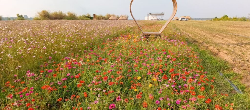 Layered garden planting strategy showing short orange zinnia flowers in the foreground and tall pink cosmos flowers in the background behind a bamboo heart.