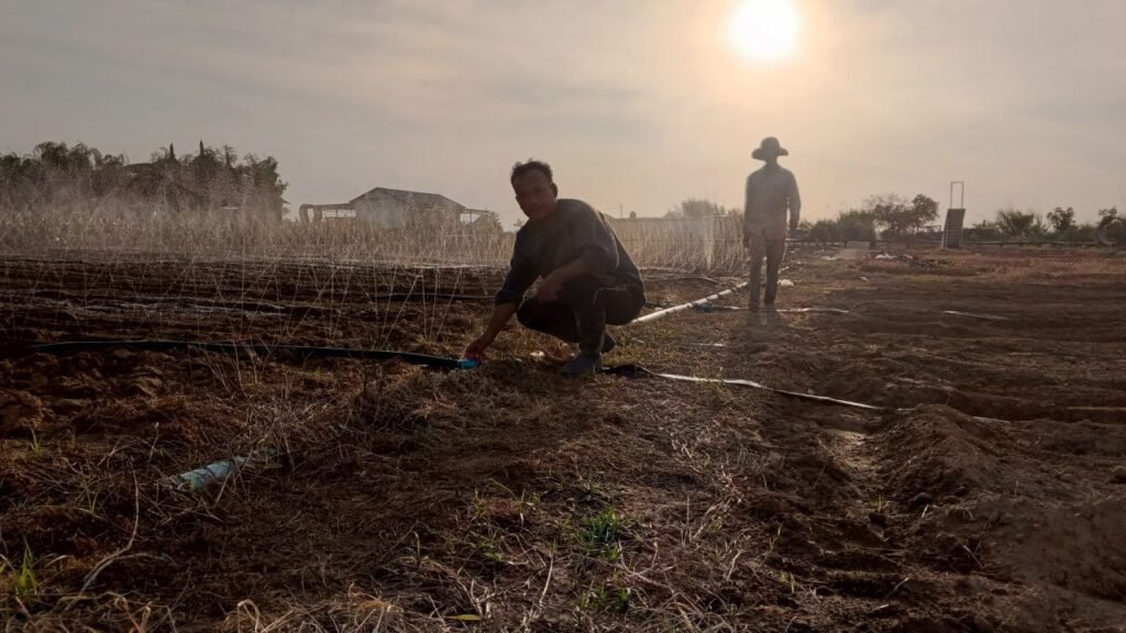 Man crouching down in a field to adjust a black irrigation pipe while sprinklers spray water in the background.
