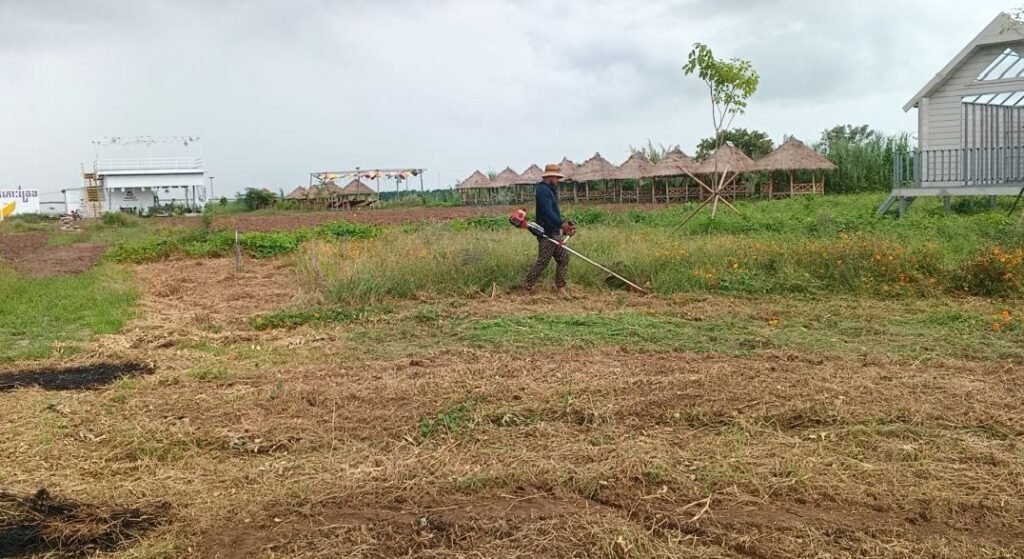 Trimming the tall grass at Dream Garden using a weed whacker with guest huts in the background.