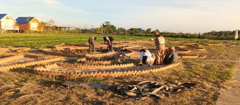 Wide shot of a large garden at sunset showing extensive red brick borders in zigzag patterns across the grass.