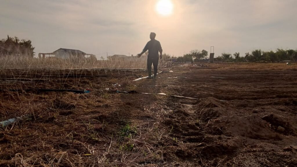 Wide view of a large agricultural field with automated sprinklers watering the soil under a hazy morning sun.