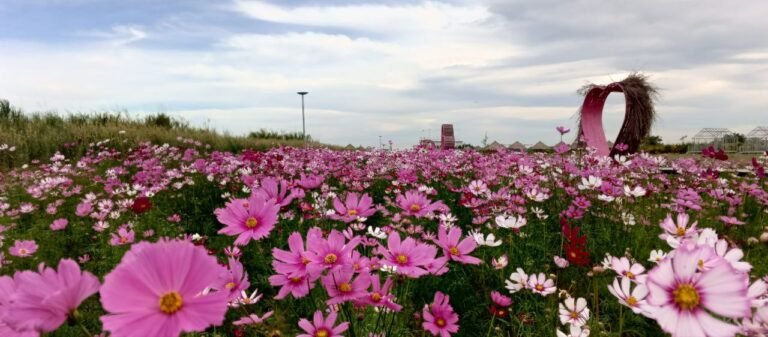 What Are Some Examples of Successful Growth Strategies? Real Stories from a Small Business Owner Wide view of pink cosmos flower field with a heart-shaped bamboo photo spot in the distance.