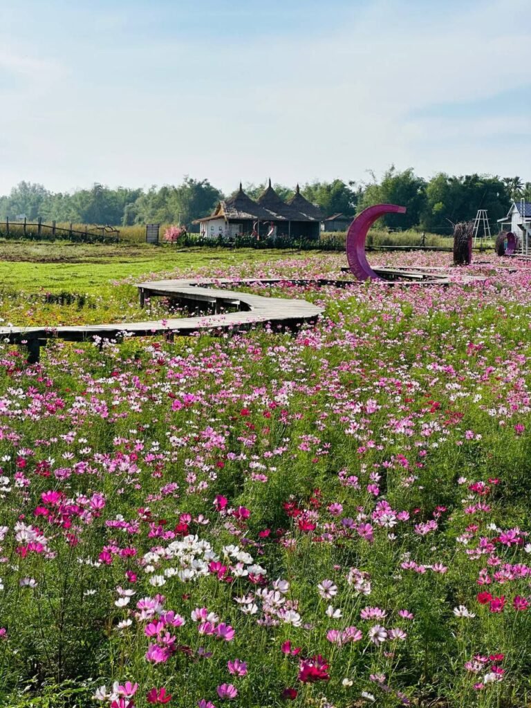 Wooden boardwalk bridge winding through pink cosmos flower field at Dream Garden