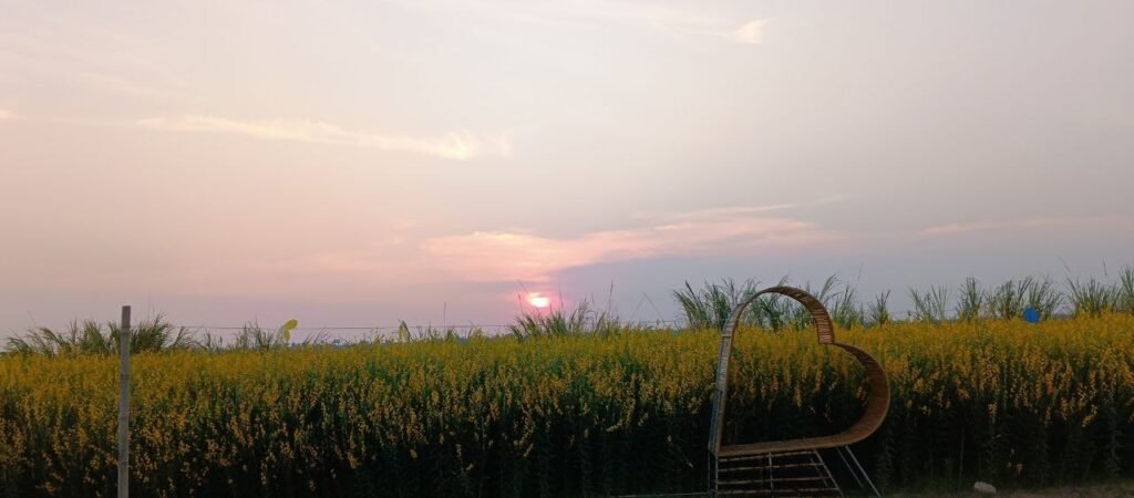 Sunset shining through a heart-shaped bamboo frame in a yellow flower field at Dream Garden.