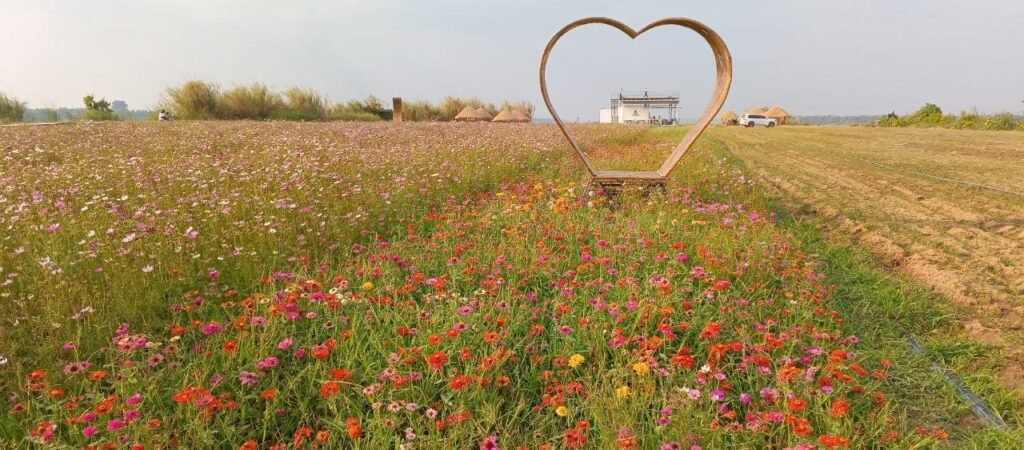 Heart-shaped decoration in a colorful zinnia and cosmos flower garden.