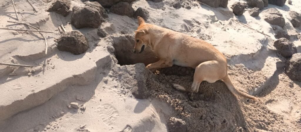 A dog standing next to a large hole she has dug in the sand, demonstrating persistence.