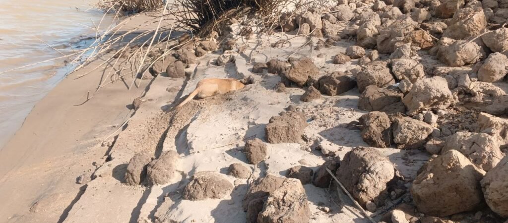 A dog beginning to dig into a sandy bank near the water's edge.
