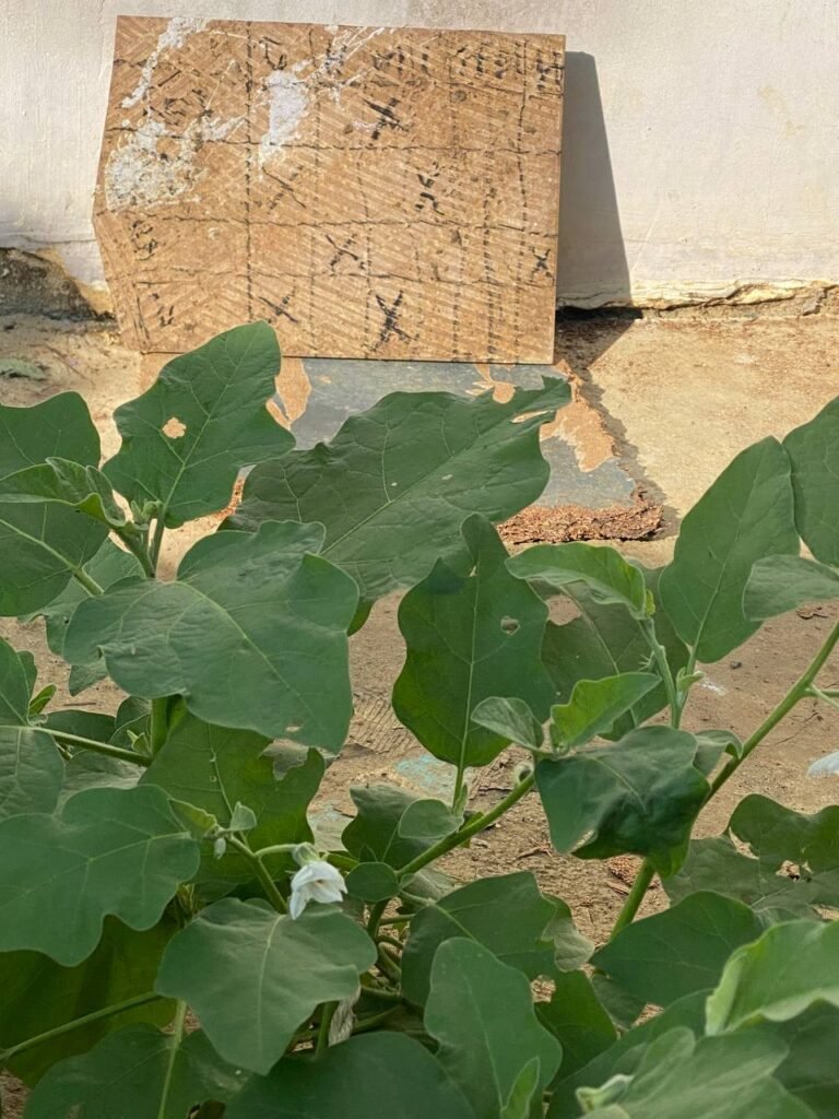 A handmade progress tracking calendar drawn on a board with crossed-out days.