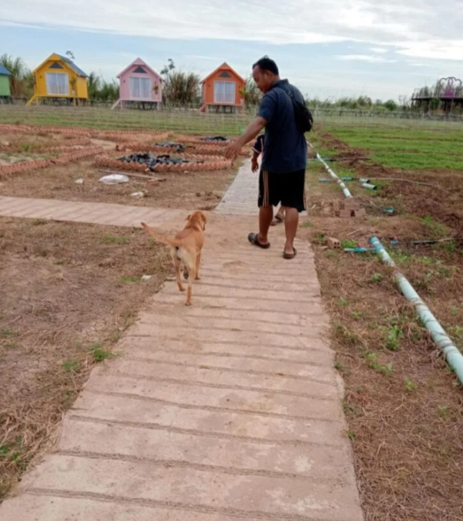 My dog Dudo greeting me on a concrete path during the difficult construction phase