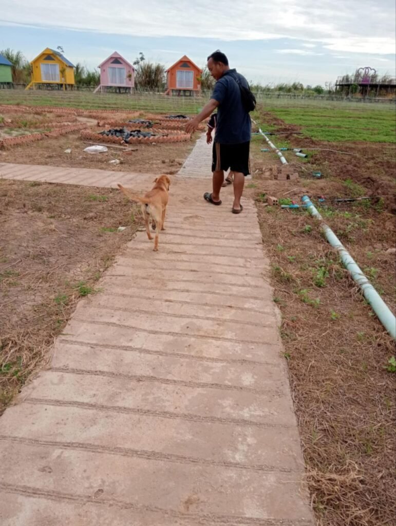 My dog walking ahead of me on a garden path, showing leadership.