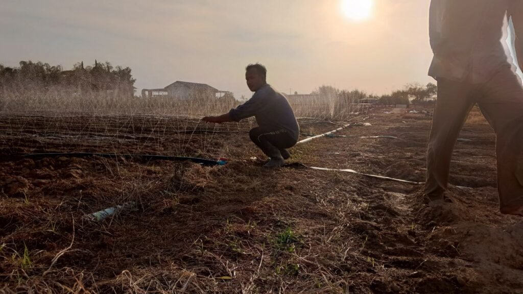 Checking the sprinkler arcs late in the day. If the pressure is too low, the water won't reach the outer rows, and the plants will die. You have to be there, on the ground, to see the feedback instantly.