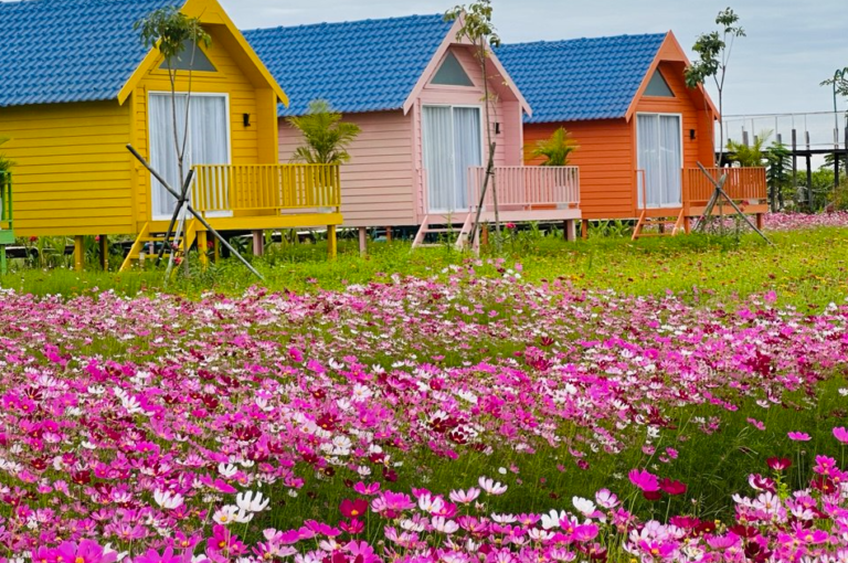 Row of colorful yellow, pink, and orange A-frame cottages behind a vibrant field of pink cosmos flowers at Dream Garden.