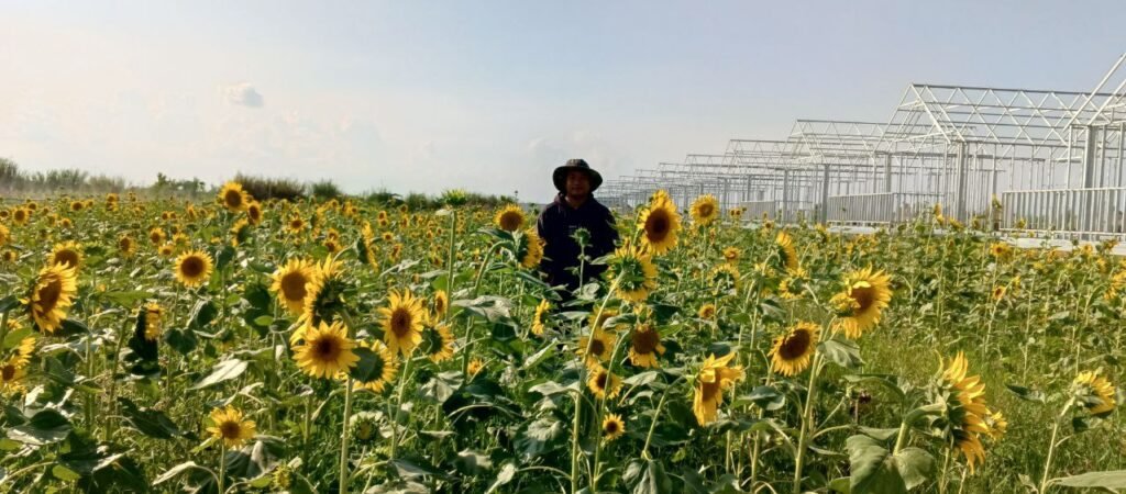 A gardener standing in a field of tall yellow sunflowers near greenhouse structures.